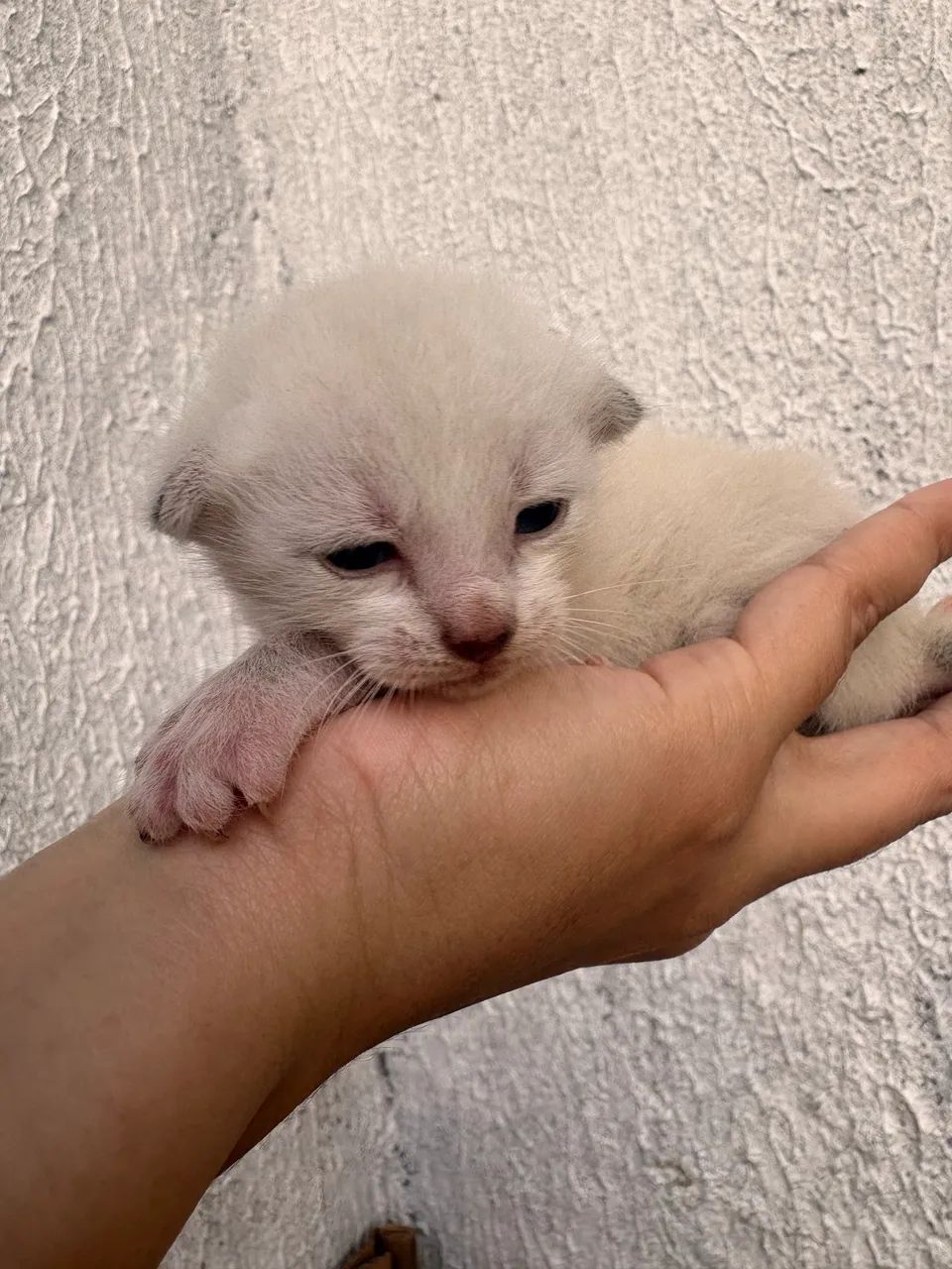 ADOÇÃO RESPONSÁVEL  - Foto 4