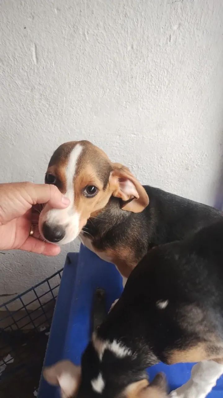 Beagle macho com salsicha cruza acidental - Foto 4