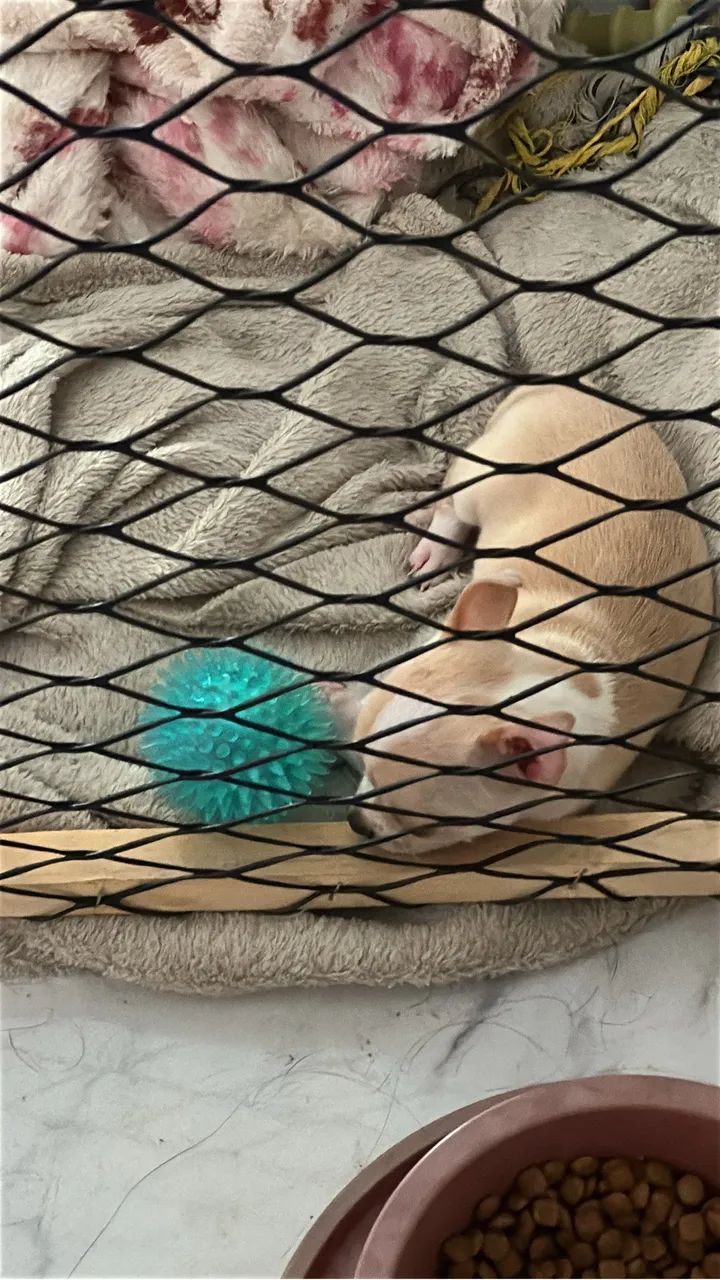 Chihuahua  - Foto 5