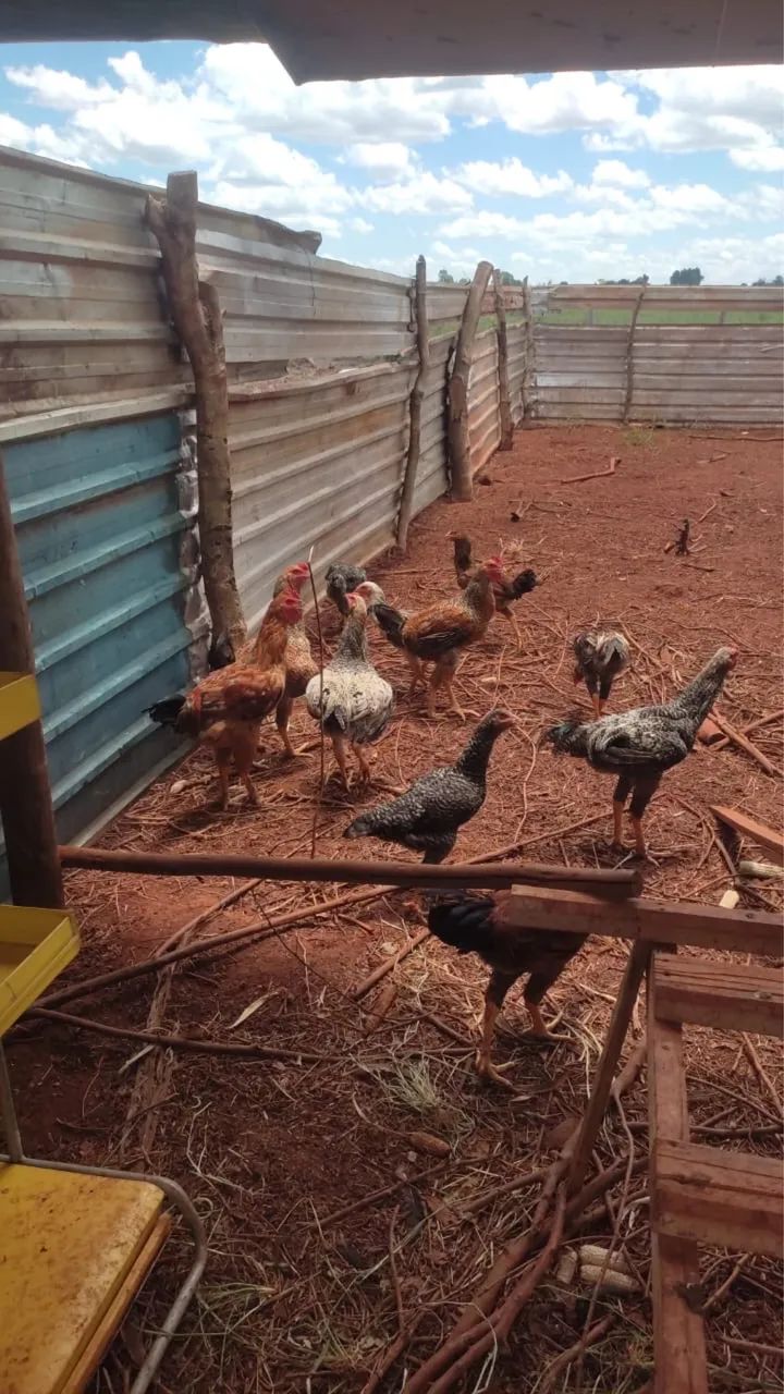 Frango Caipira - Limpo & Congelado  - Foto 5