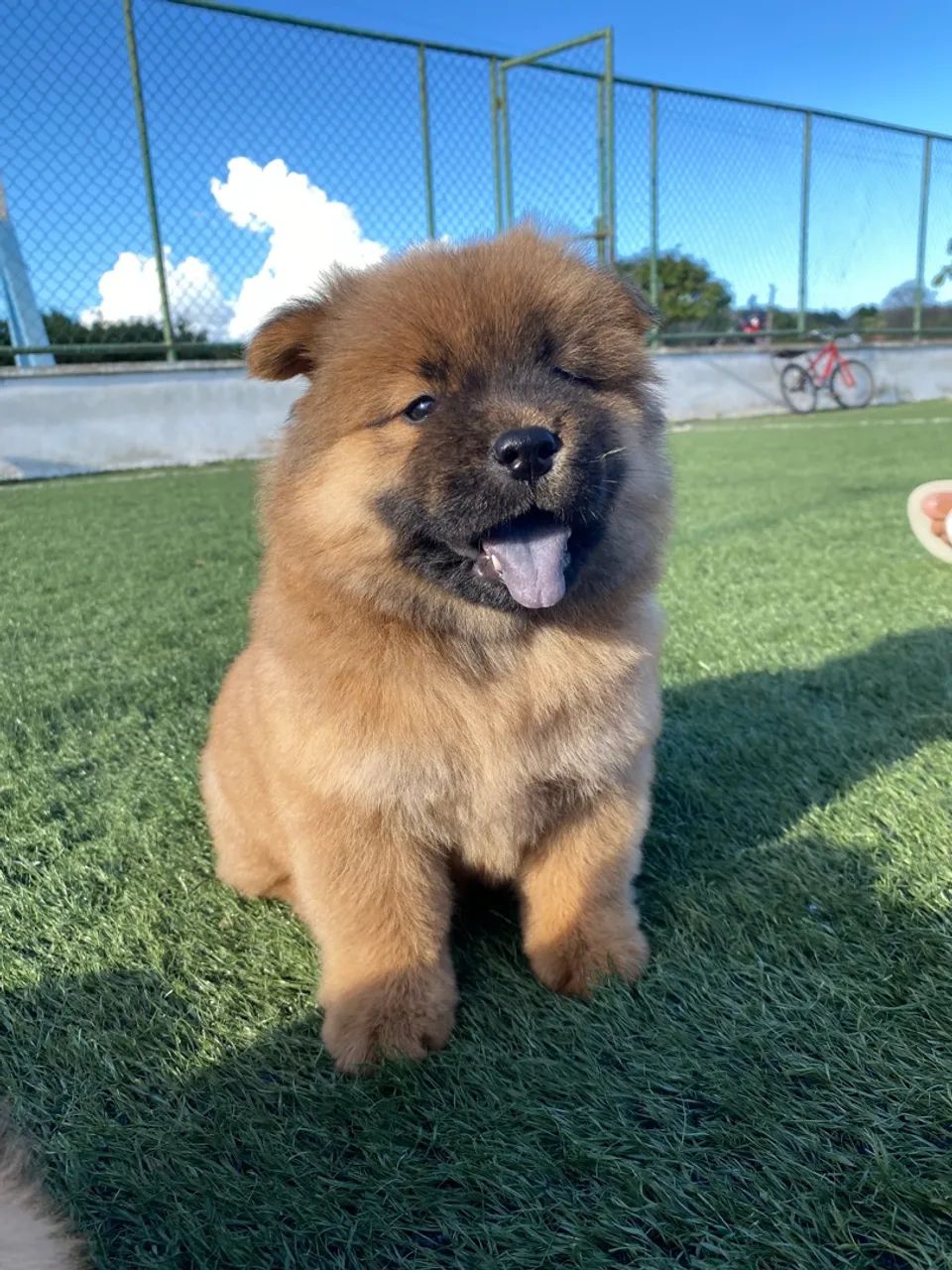 Filhotes de chowchow disponíveis  - Foto 3