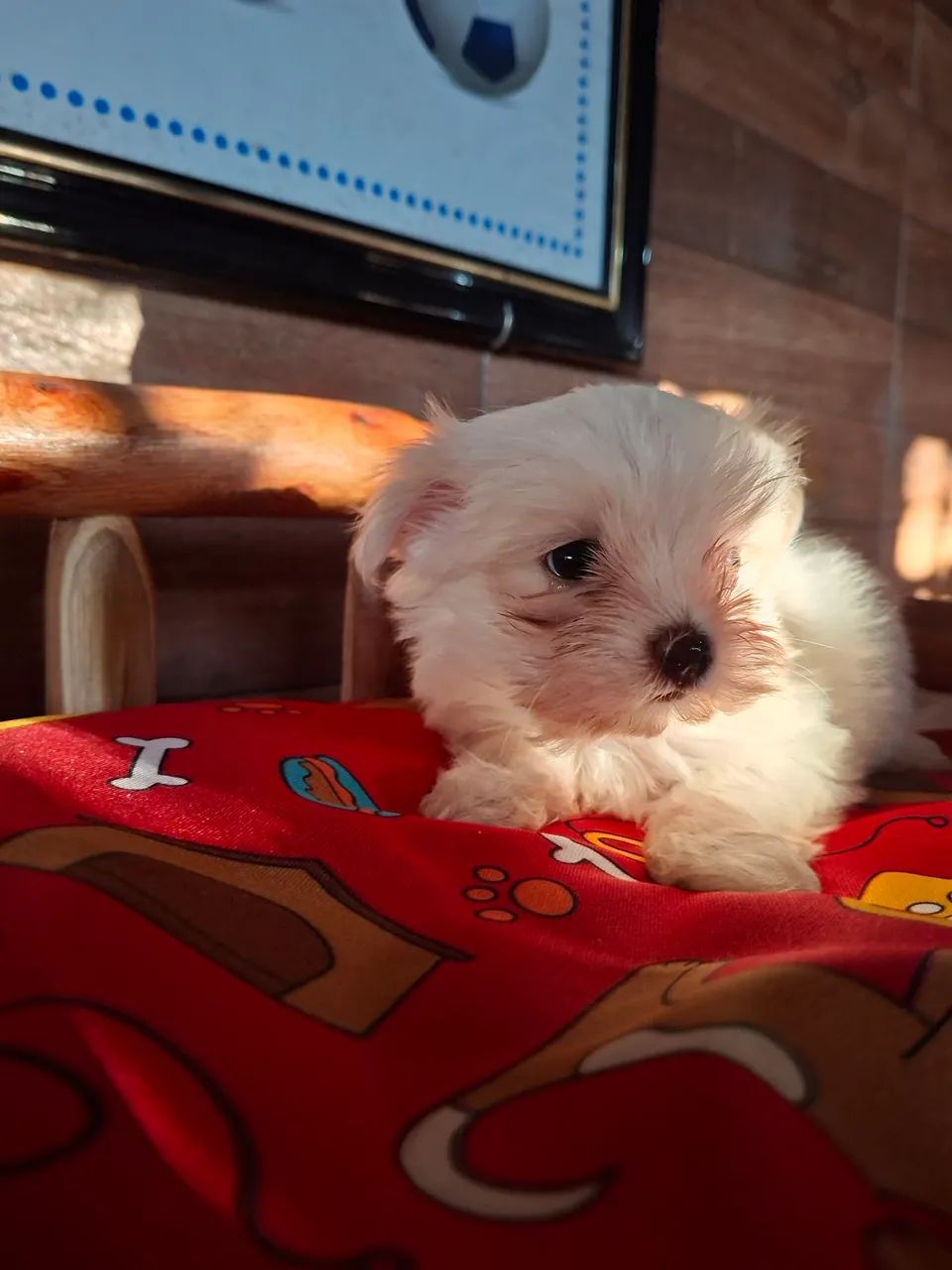 Bebê maltês 