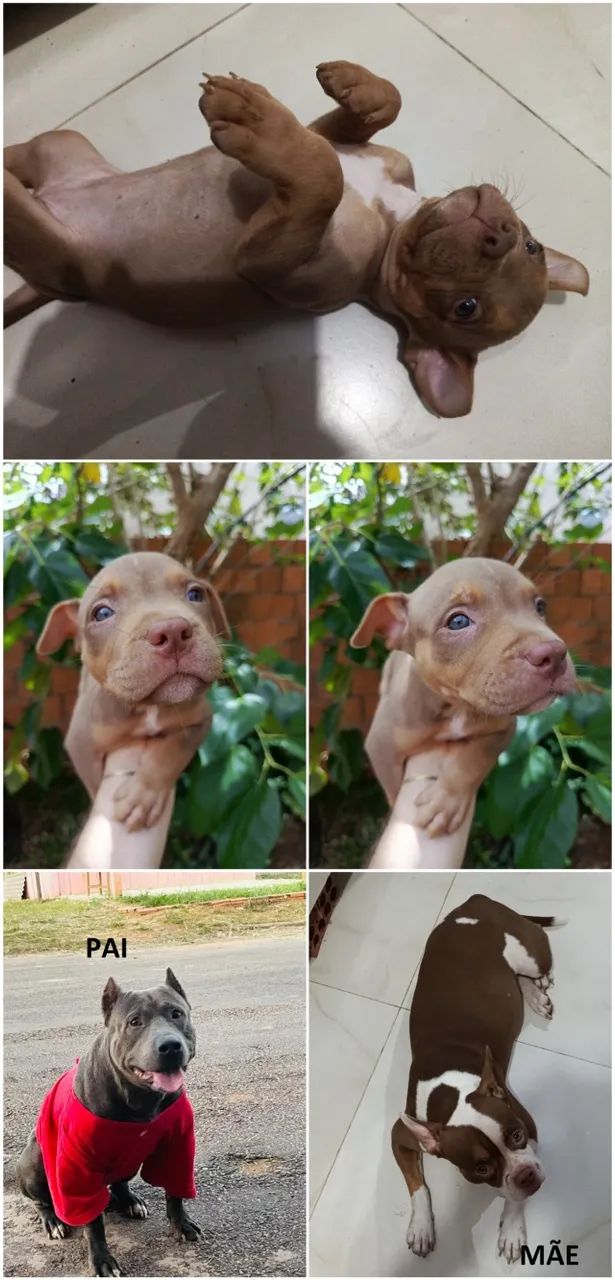 Filhote de AMERICAN BULLY e PITBULL