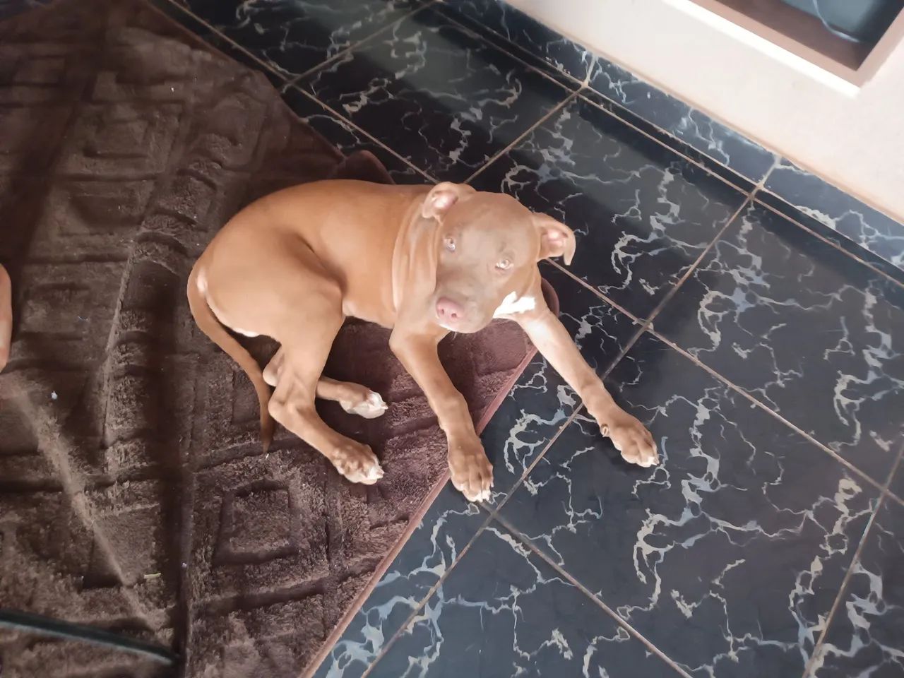 FILHOTE DE PITBULL COM PITMONSTER  - Foto 2