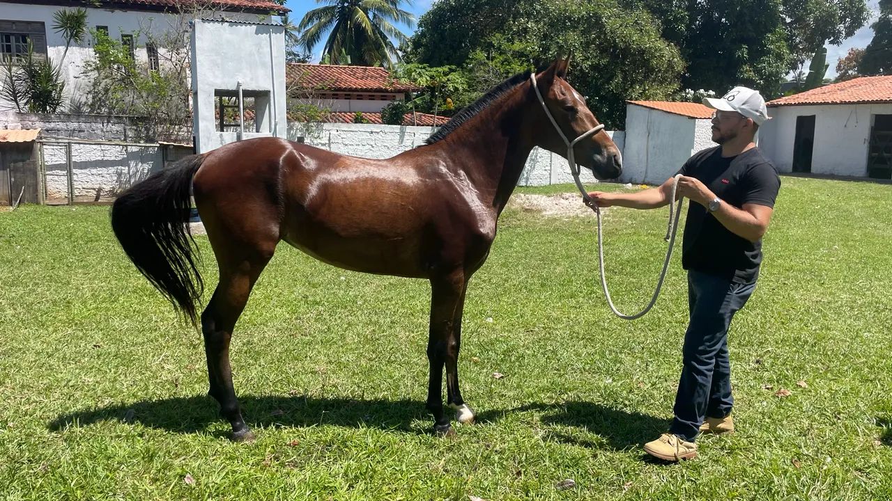 Potra mangalarga a venda - qualidade e beleza - Foto 5