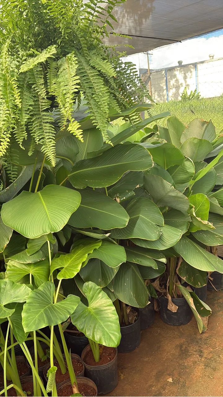 Muda de Maranta Charuto 