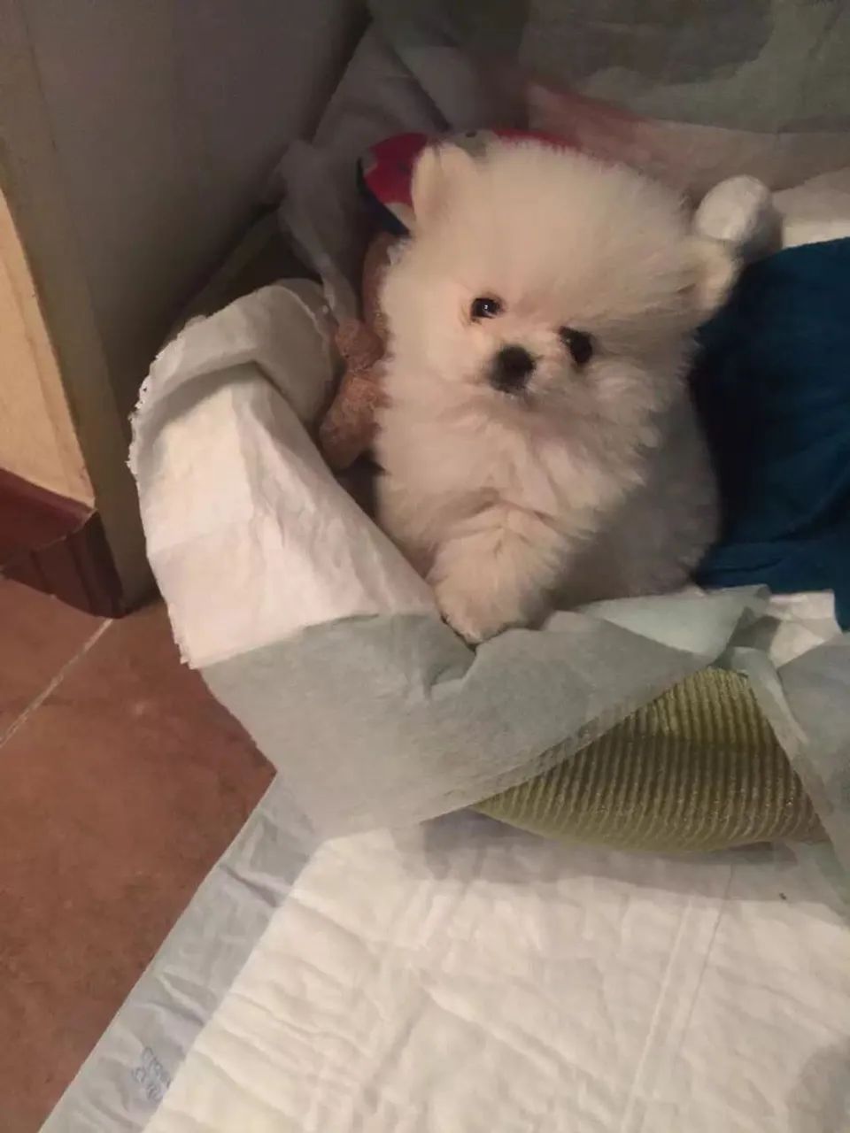 Spitz Alemão 