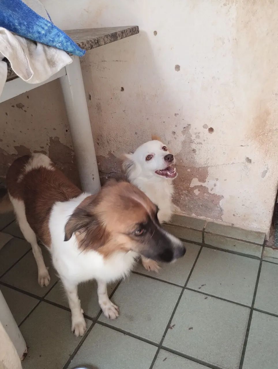 Doação de cachorras  NINA E BELINHA 