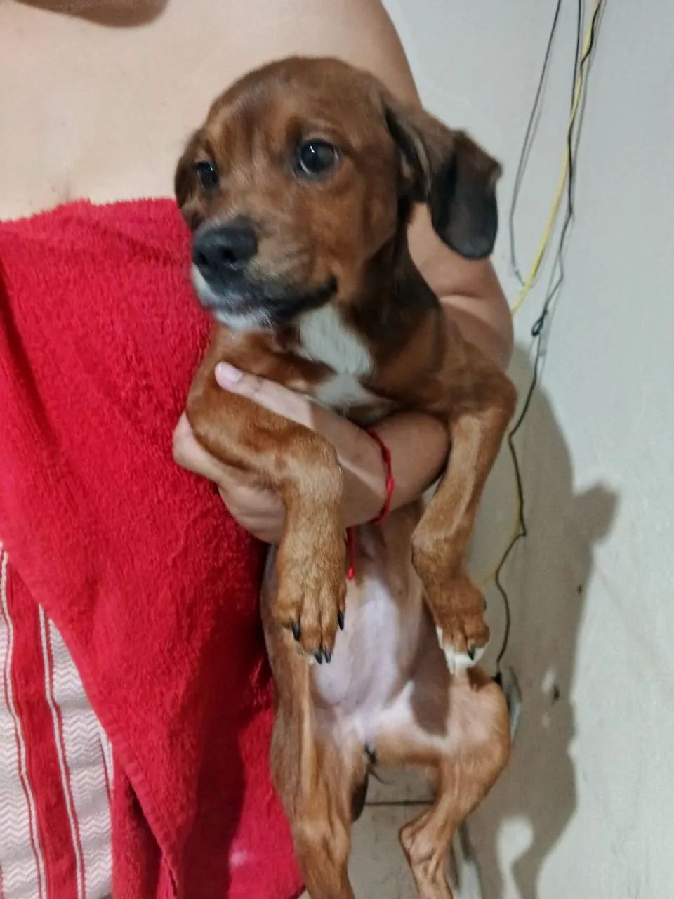Doação Cachorra filhotes  - Foto 2