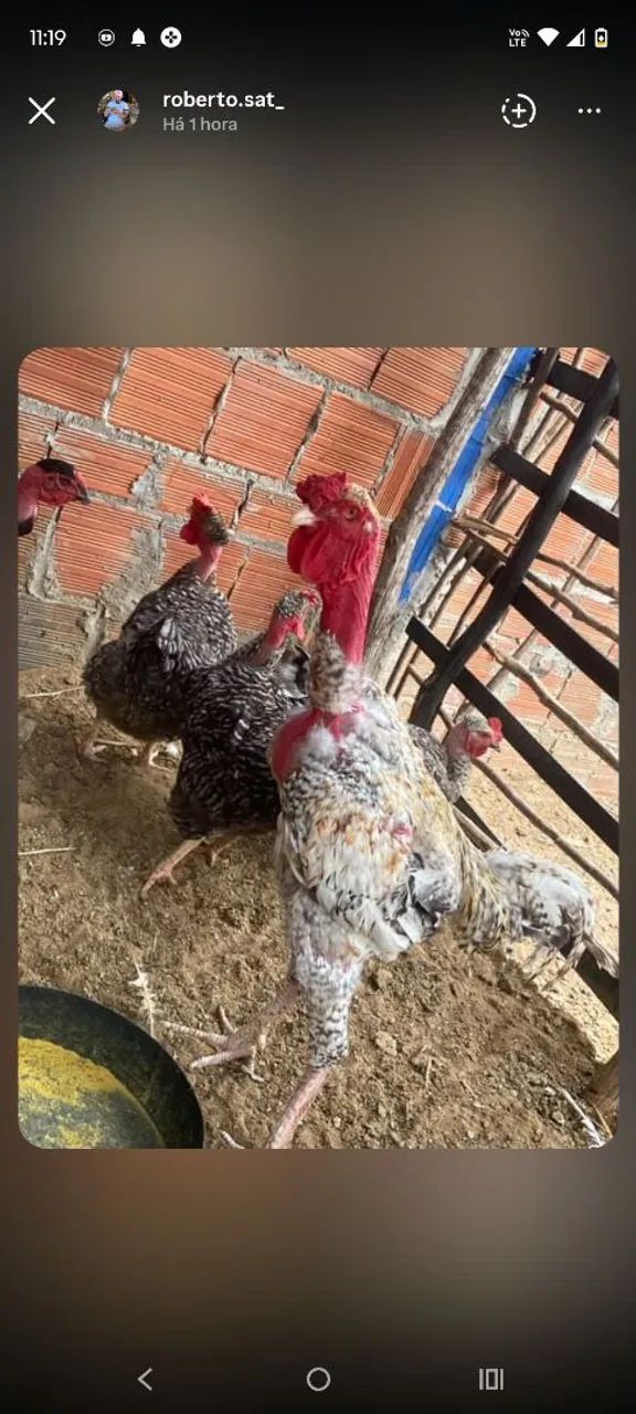 Pintos puros e mestiços Polaco gigante! - Foto 3