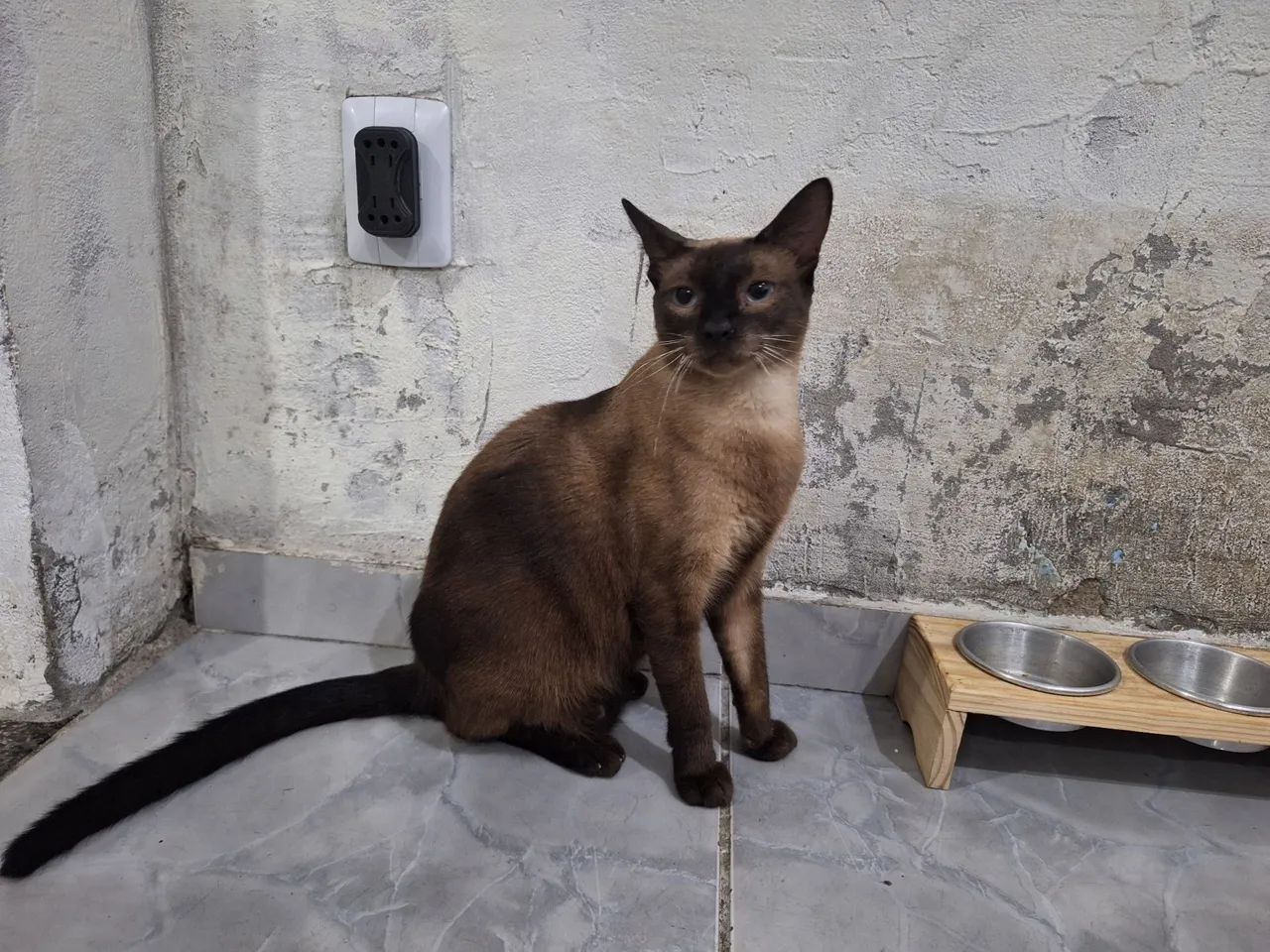 Doação de gato "sialata" - Foto 5