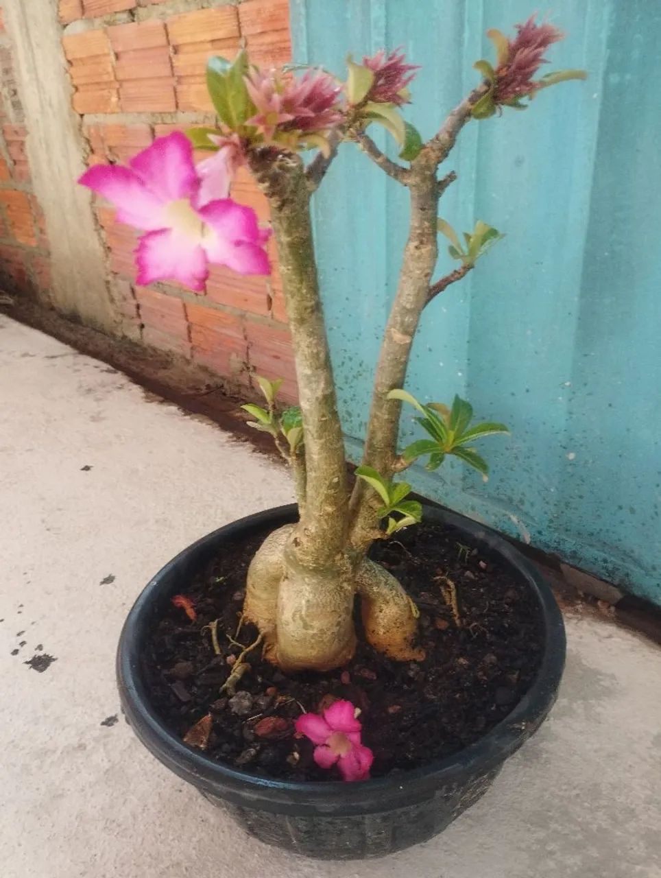 Rosa do Deserto 