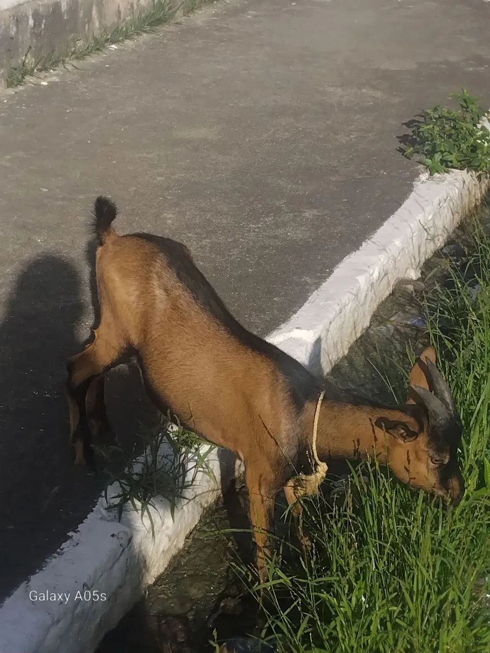 Bode cabrito - Foto 5