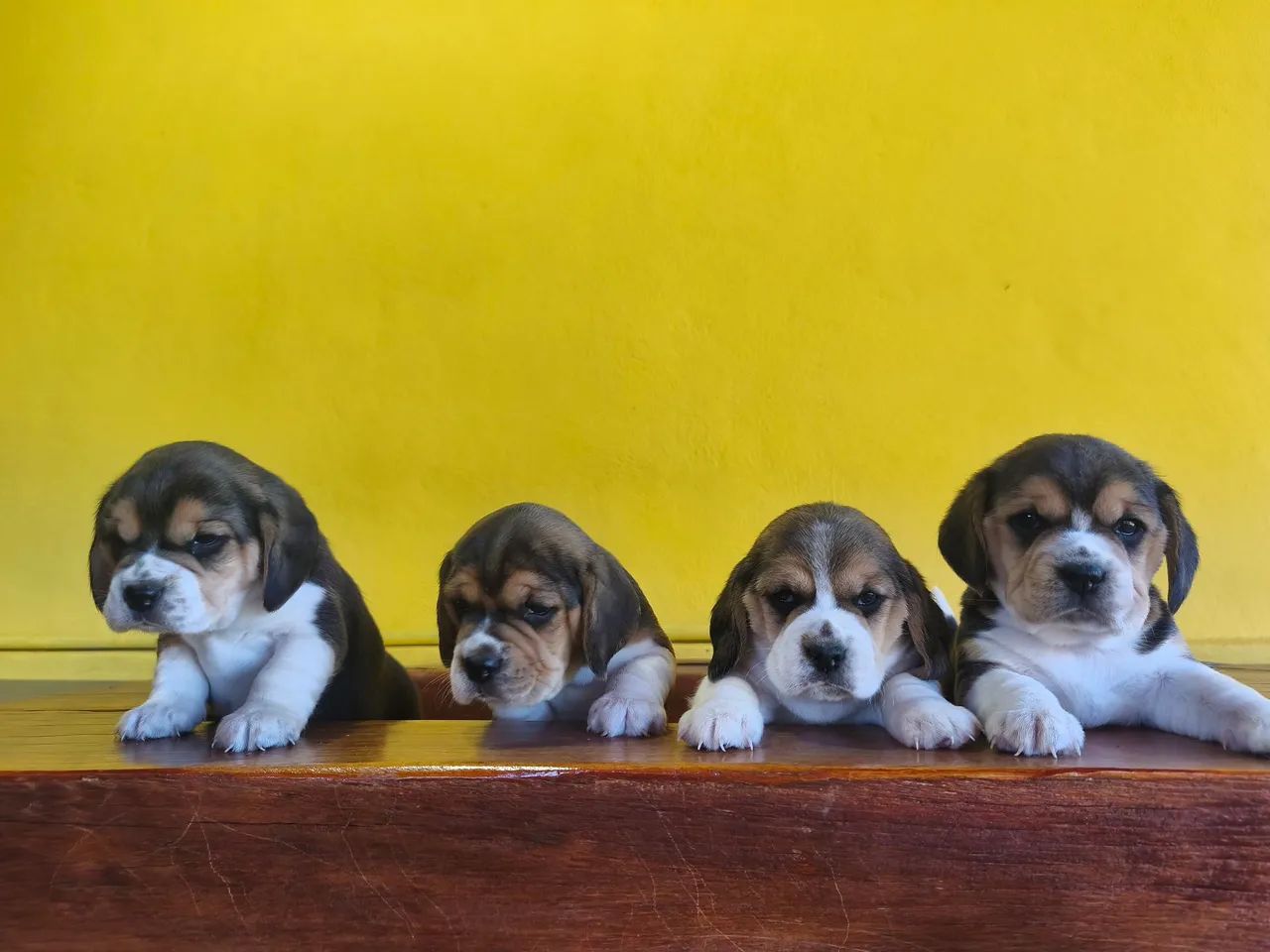 Filhote beagle  - Foto 2