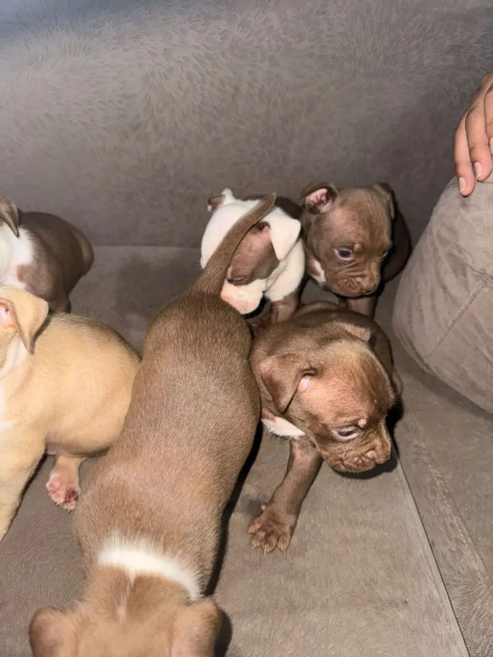 Filhotes Pitbull  - Foto 3