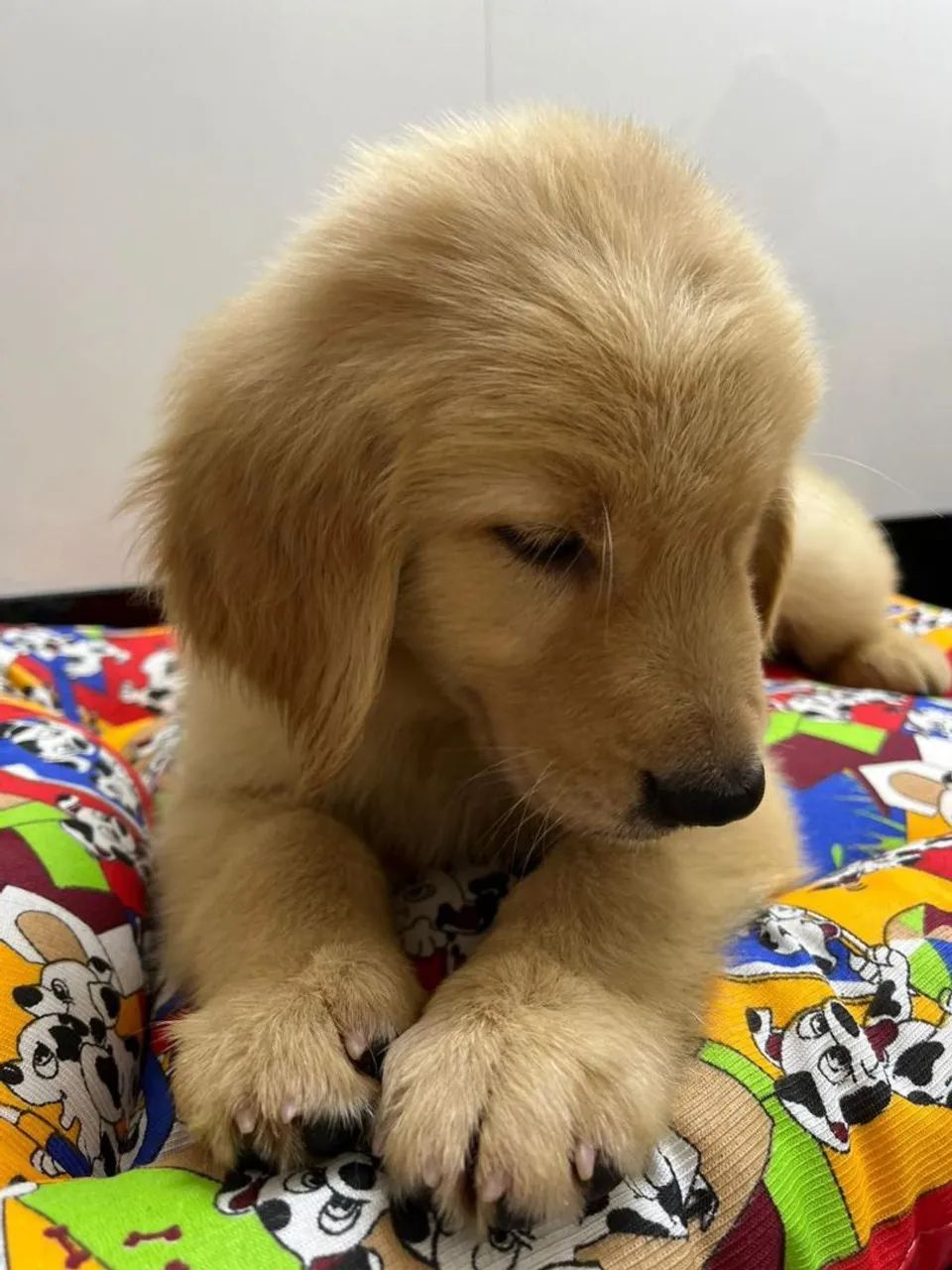 Golden Retriever - Foto 5