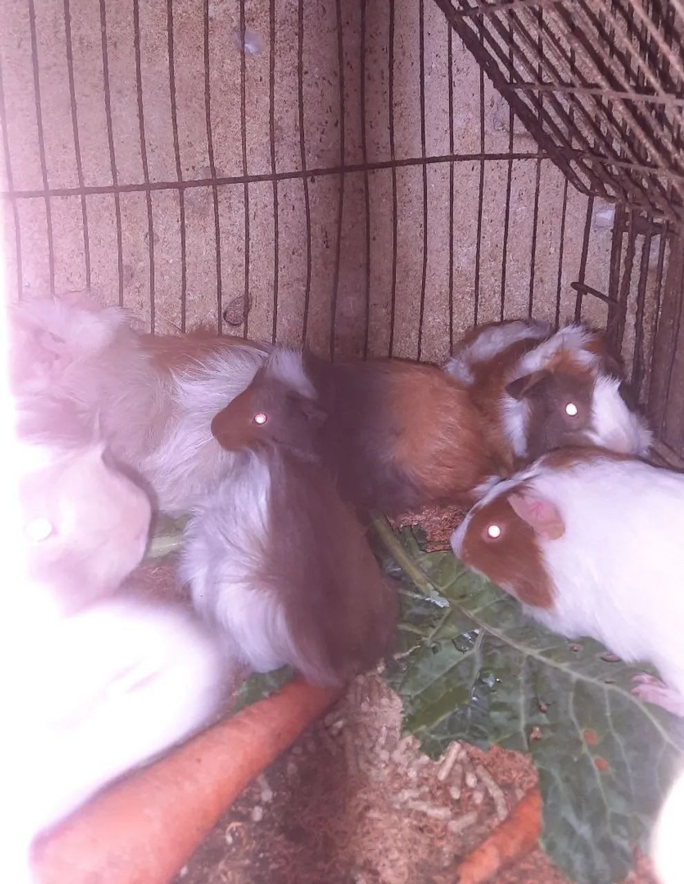 Vendo porquinho da Índia  - Foto 5