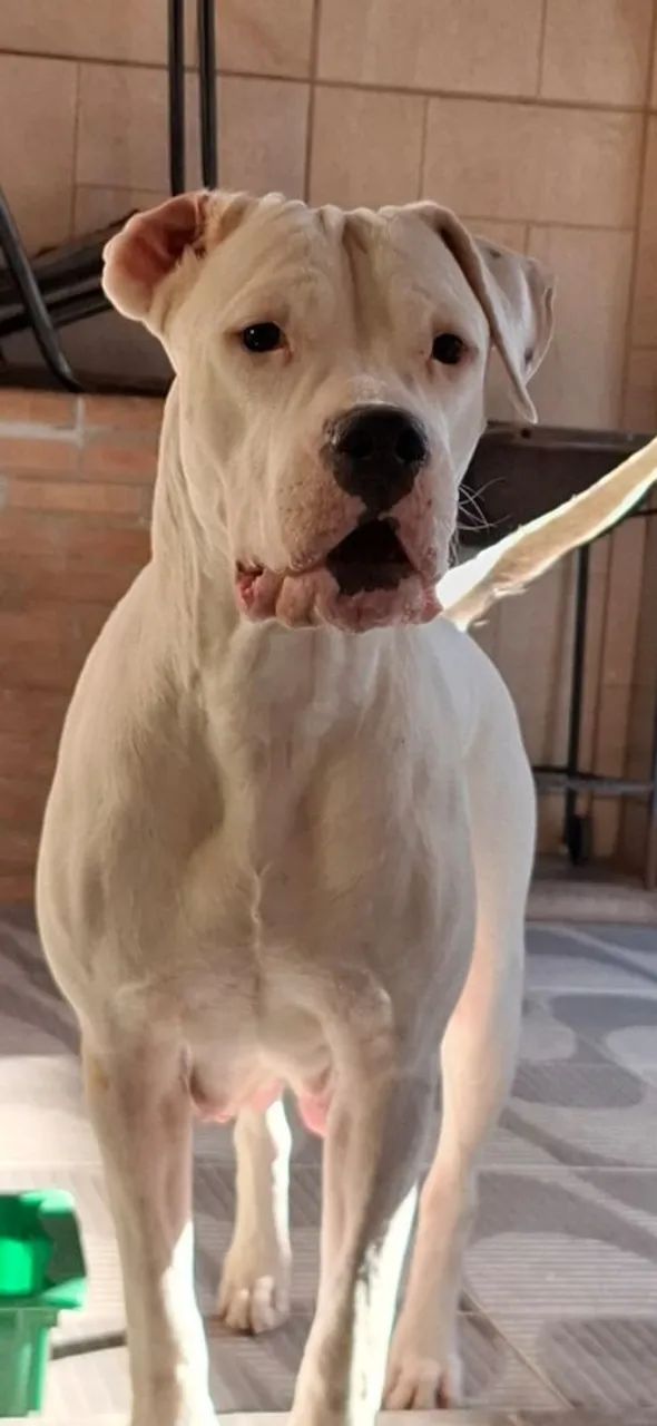 DOGO ARGENTINO PEDIGREE  - Foto 5