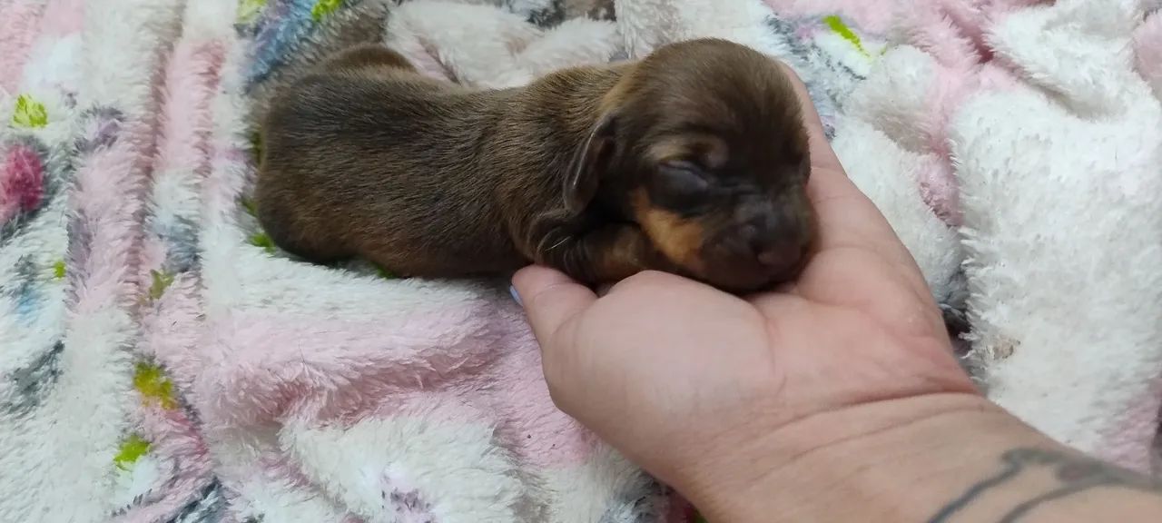 Teckel Dachshund  - Foto 2