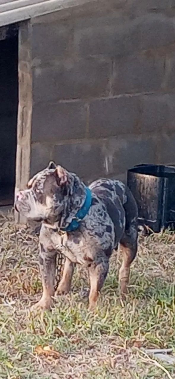 American bully - Foto 3