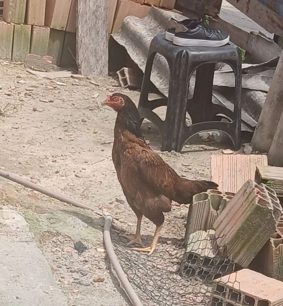 vendo uma galinha - Foto 2