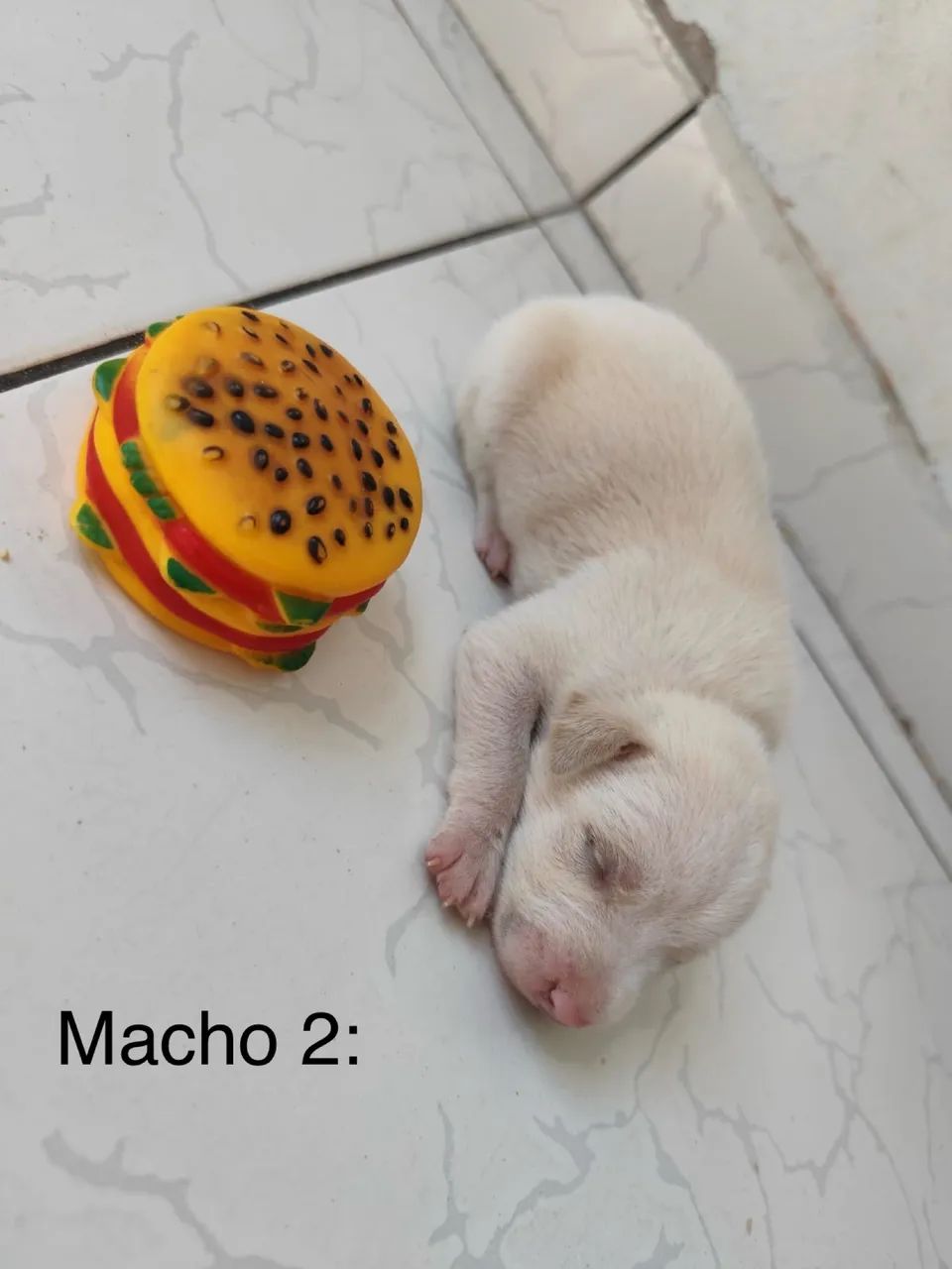 Filhotes de pitbull  - Foto 2