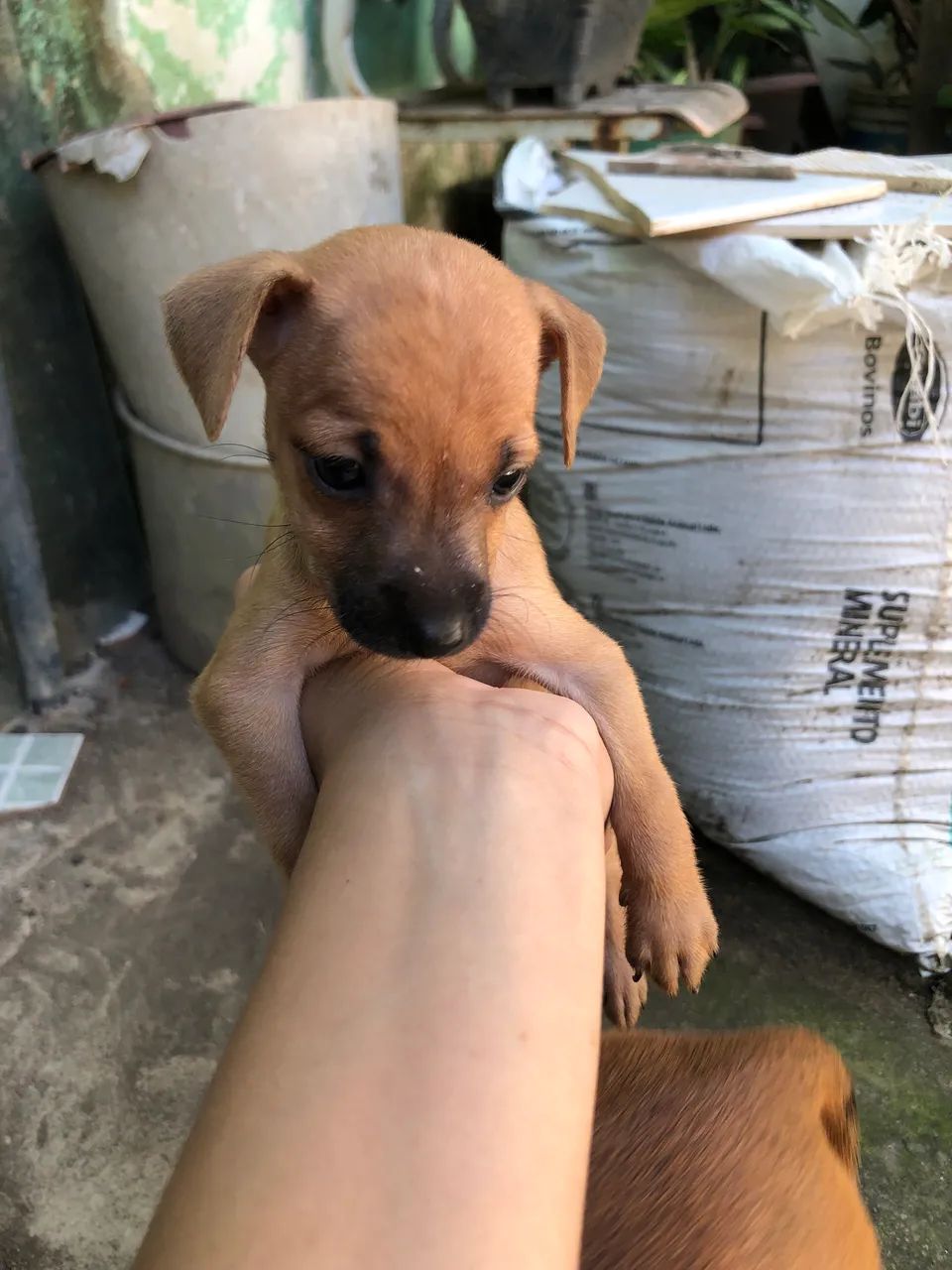 Pinscher  - Foto 5