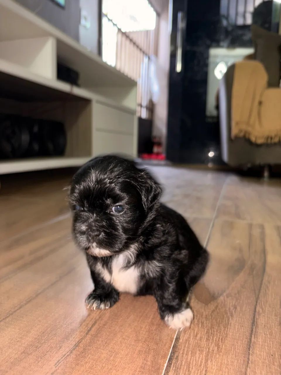 Cachorro shih Tzu - Foto 2
