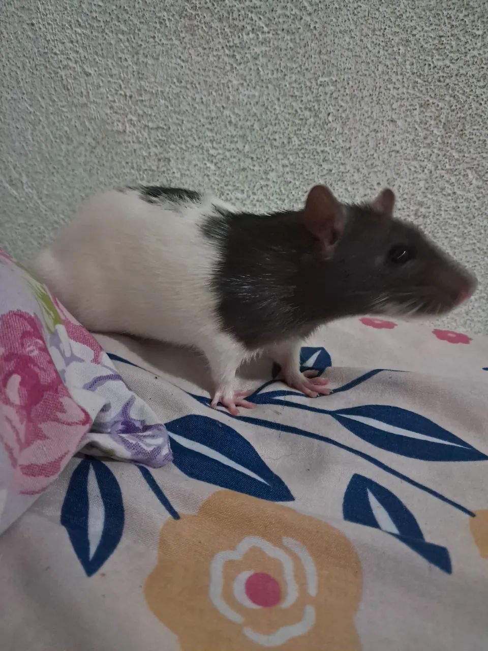 RATO TWISTER  - Foto 2