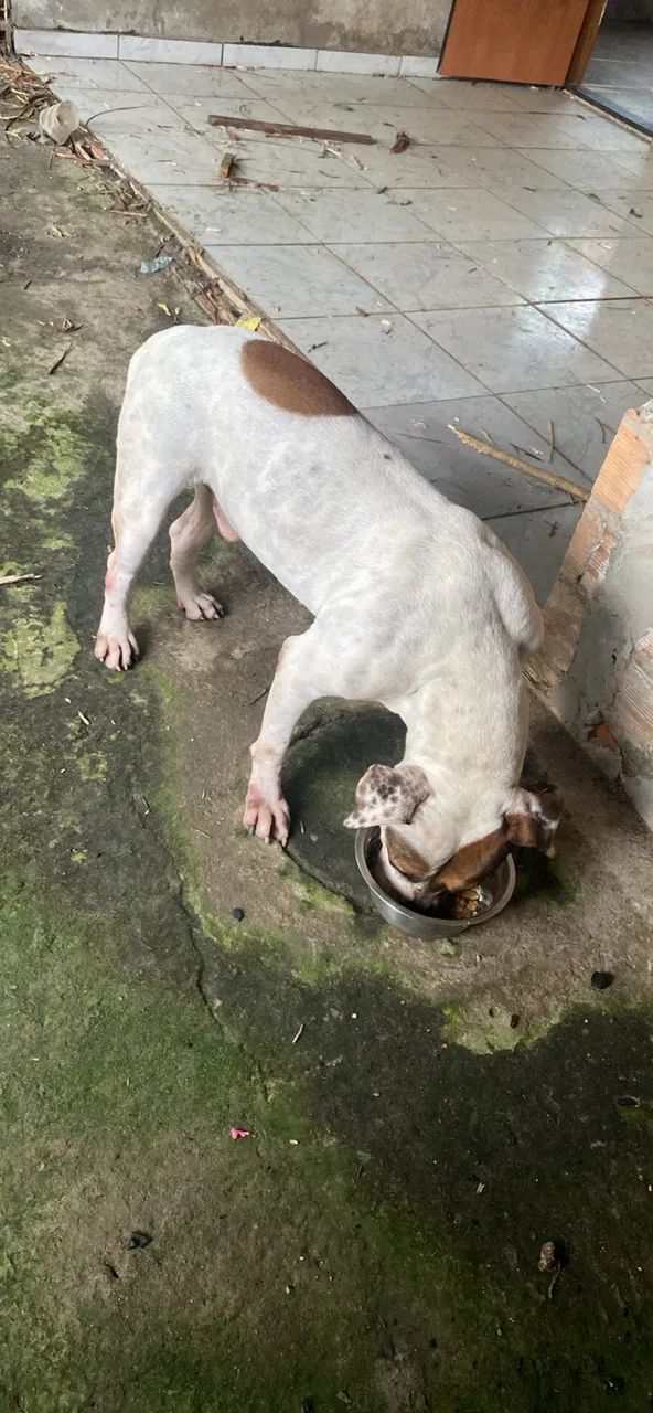 Adoção responsável  - Foto 4