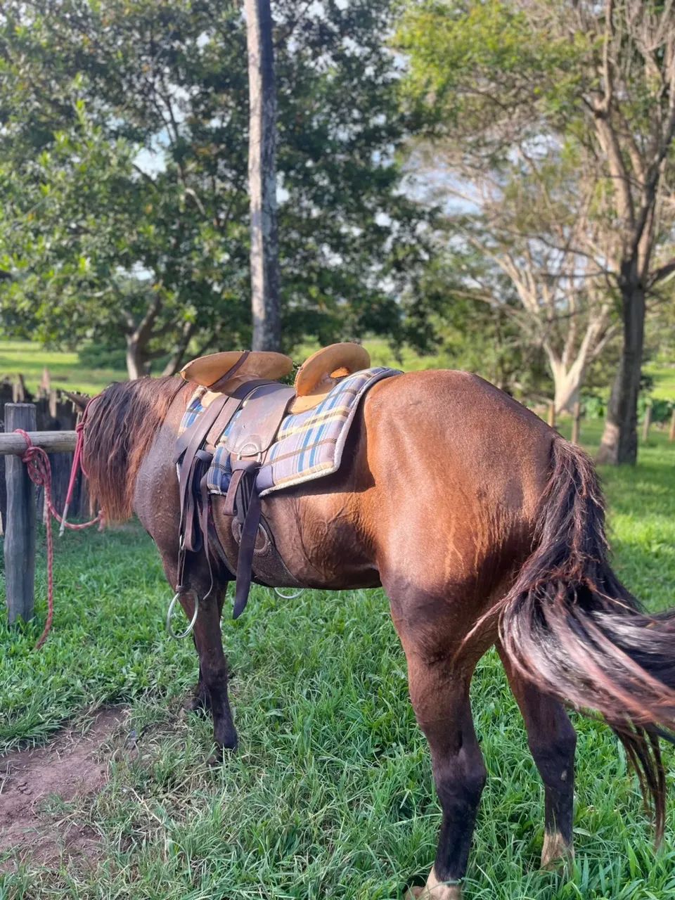 Égua criola com quarto de milha - Foto 2