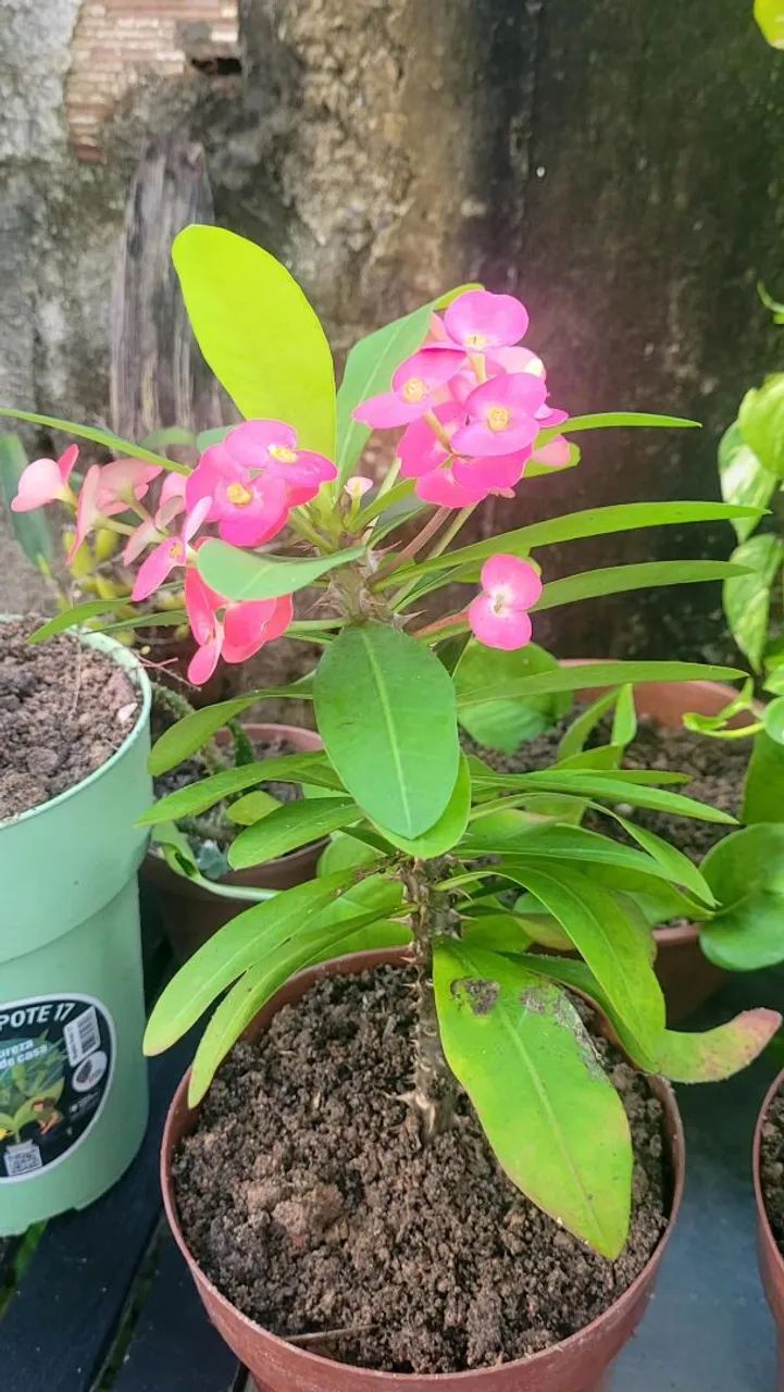 Lindas plantas  - Foto 3