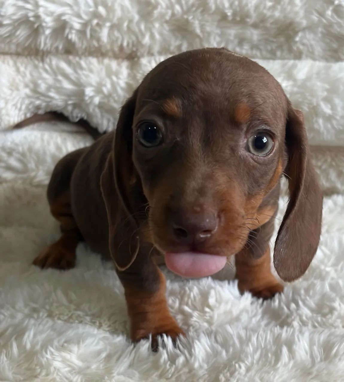 Daschund Teckel Filhotes - Foto 3