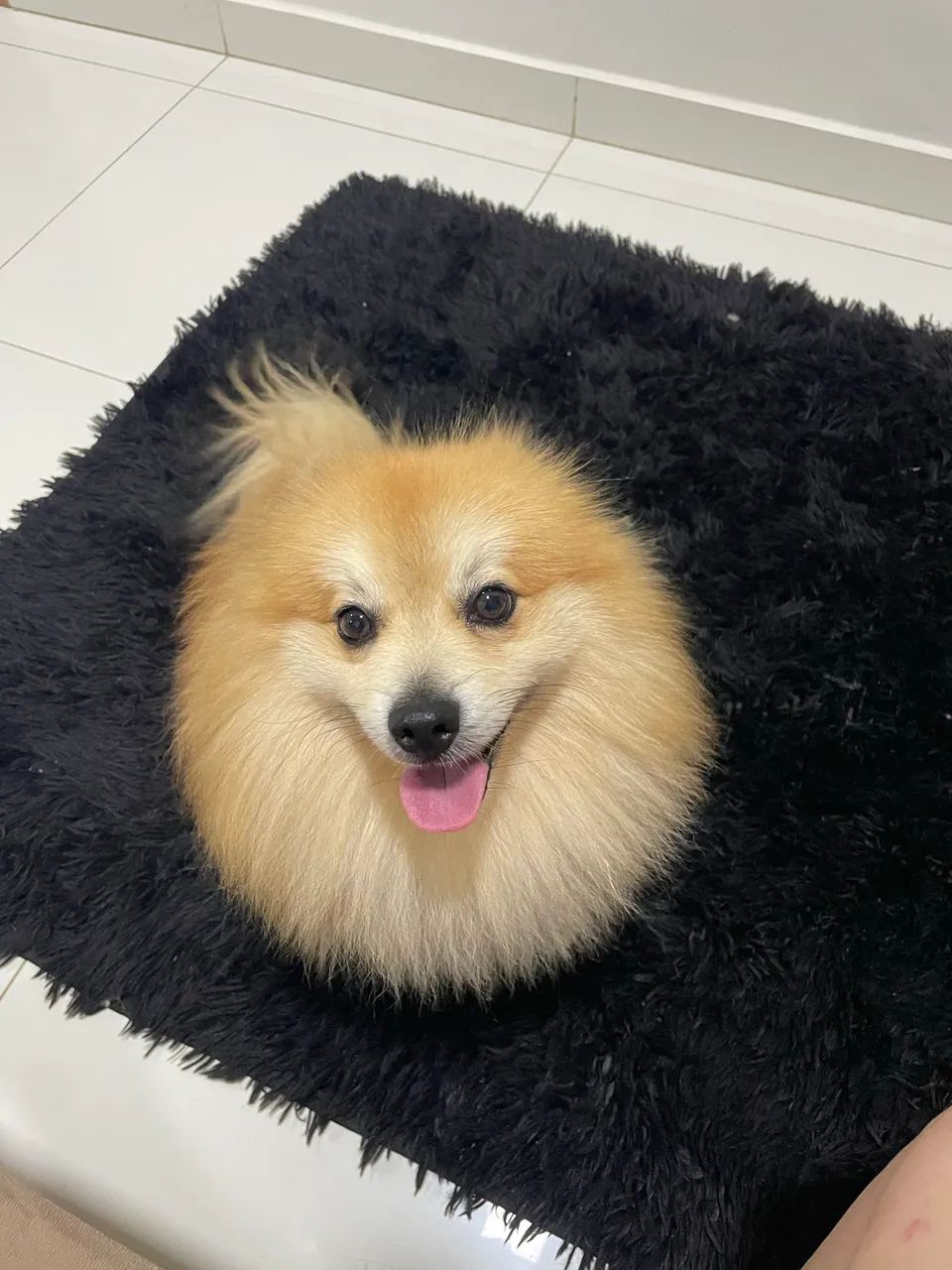 Lulu da pomerania  para cruzar