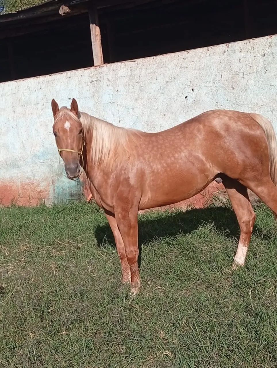 Potro Quarto de Milha PO - Foto 2
