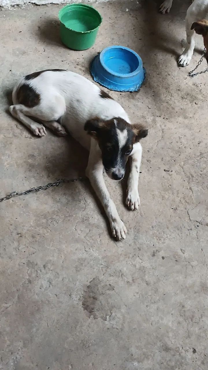 Adoção  - Foto 5