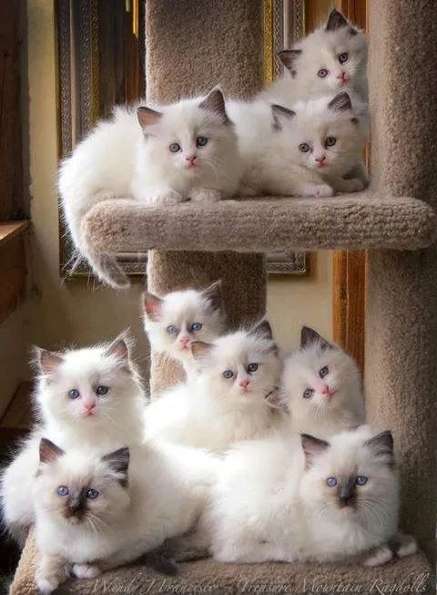 Ragdoll Filhotes - Foto 2