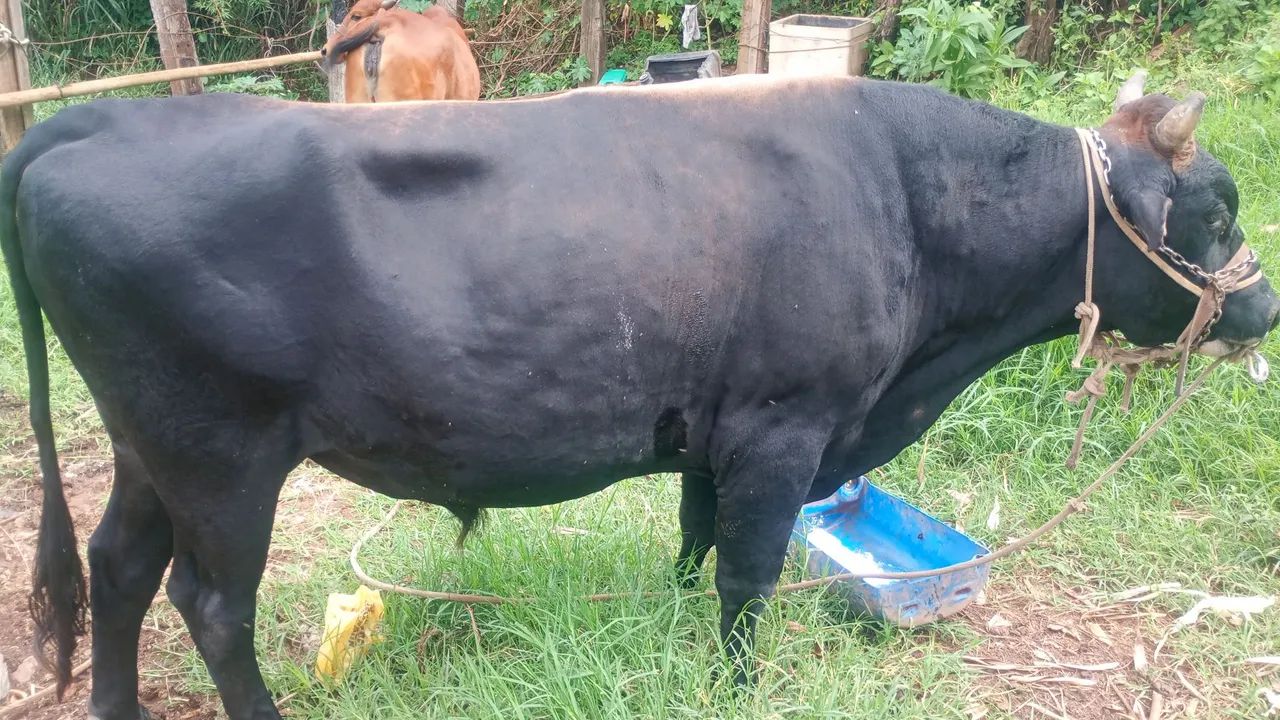 Touro mestiço jeyci e uma linda novilha gir - Foto 2