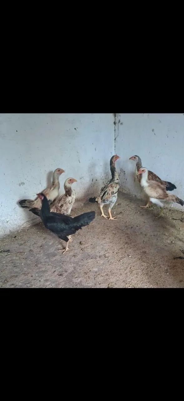 Vendo galinhas caipiras!!!