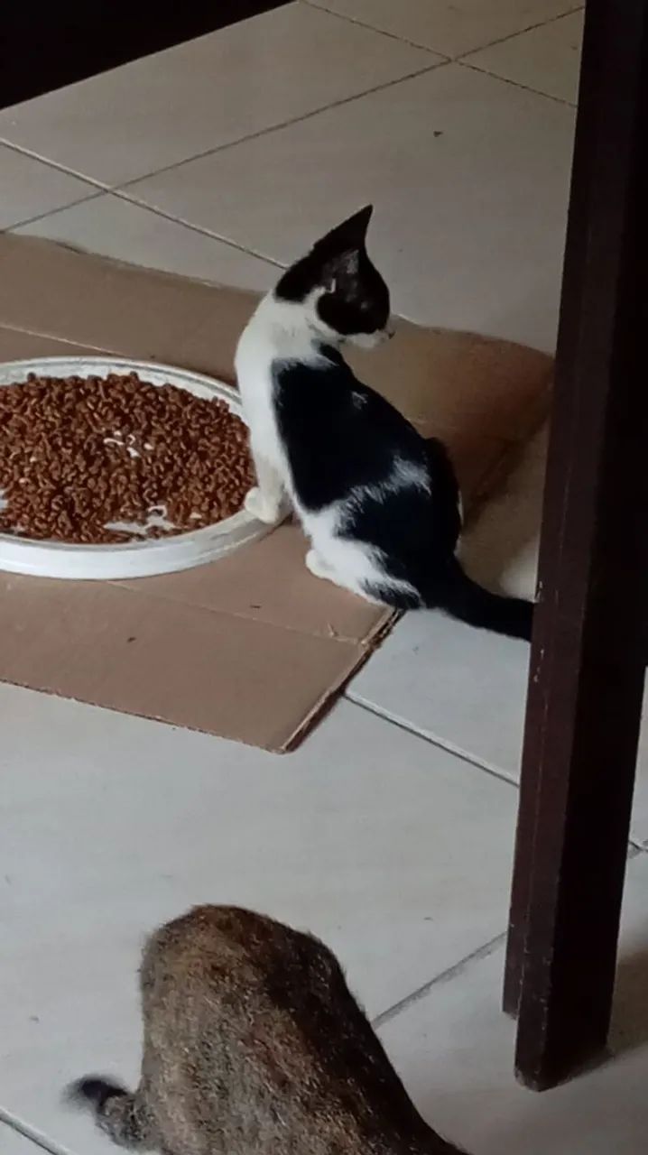 Adoção de gatinha - Foto 2