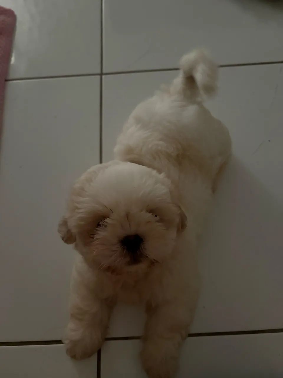 Shih Tzu ( Macho ) - Foto 2