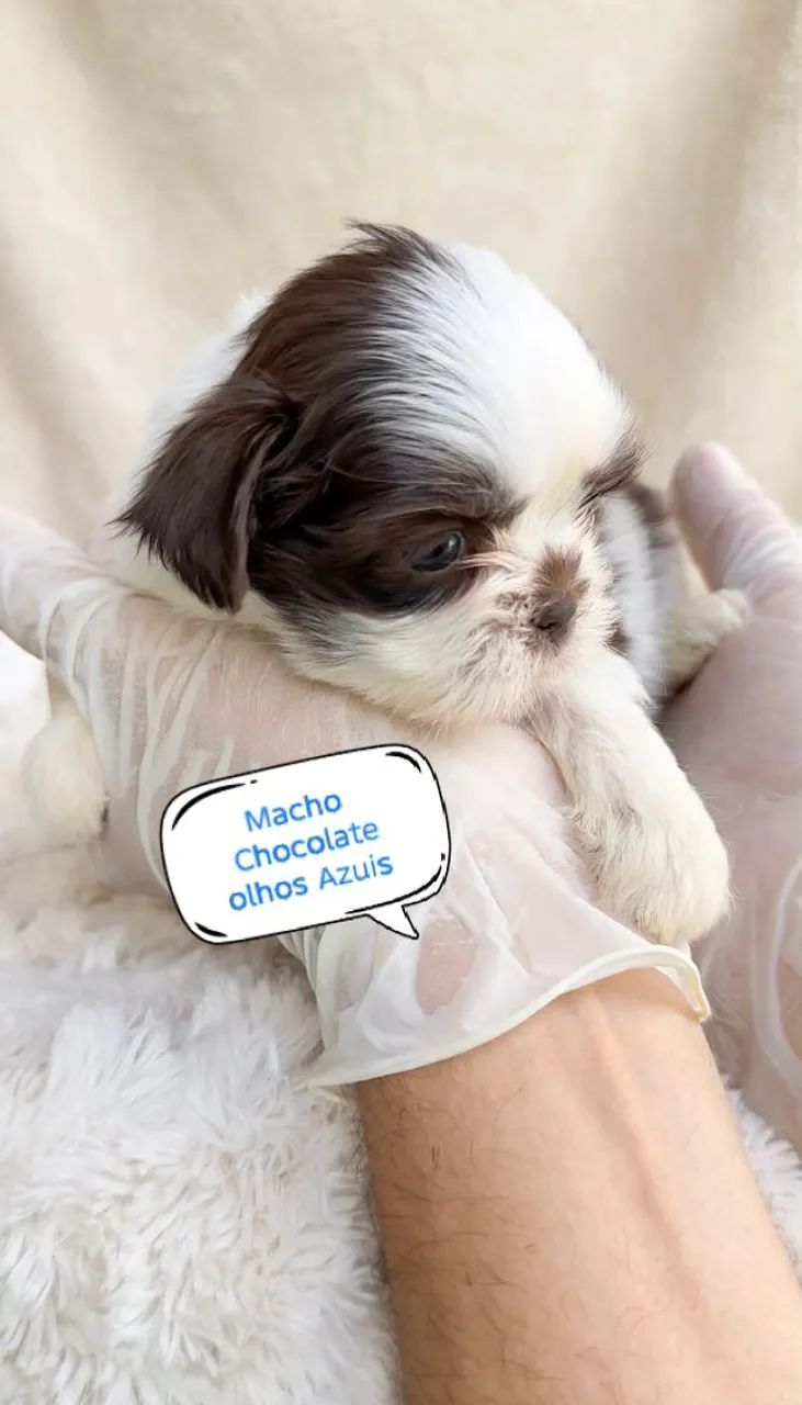 Shih-tzu Macho cor (Fígado, chocolate e Tricolor)