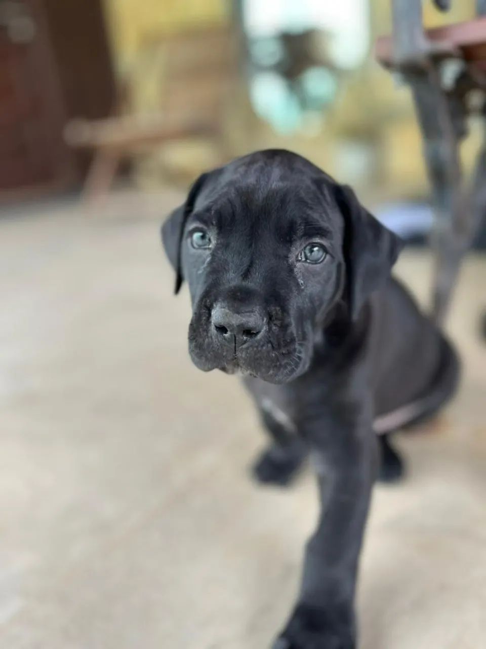 Filhote de Cane Corso - Foto 5