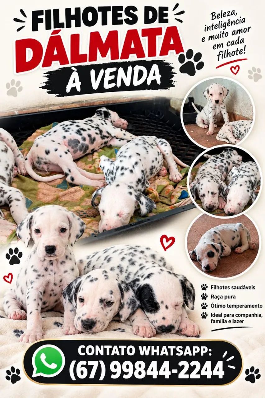 dálmata 