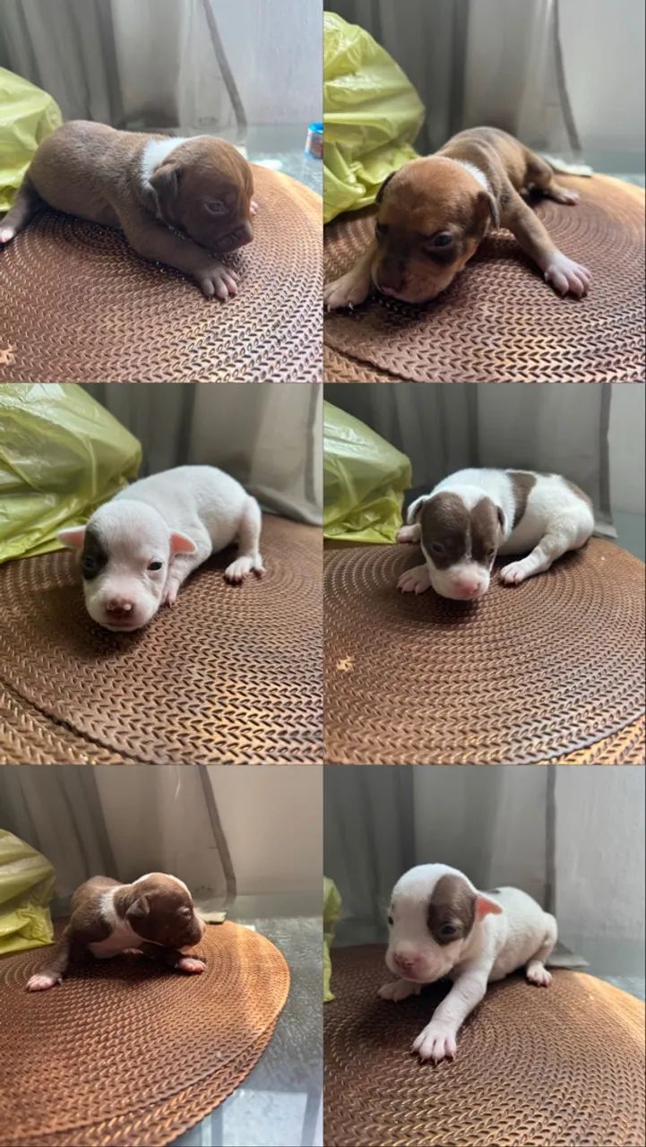 Pitbull - Foto 3