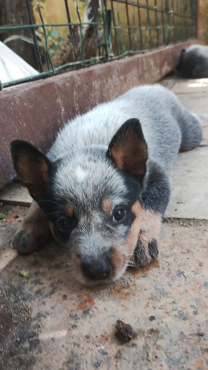 Boiadeiro Australiano Filhotes R$400,00 - Foto 5