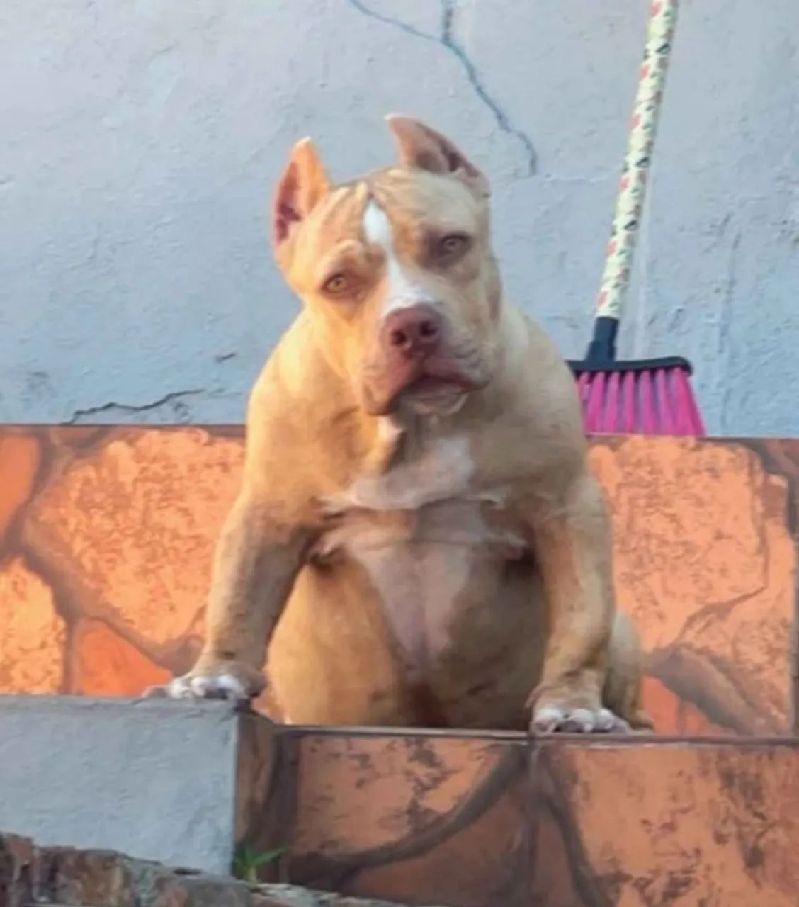 American Bully pocket  - Foto 3