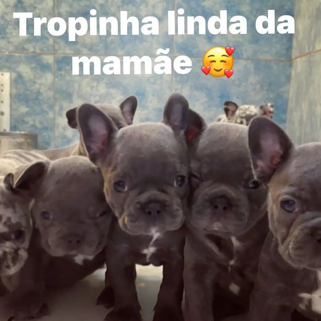 Buldogues francês pronta entrega  - Foto 4