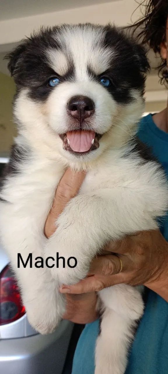Husky Siberiano Wolly - Foto 5