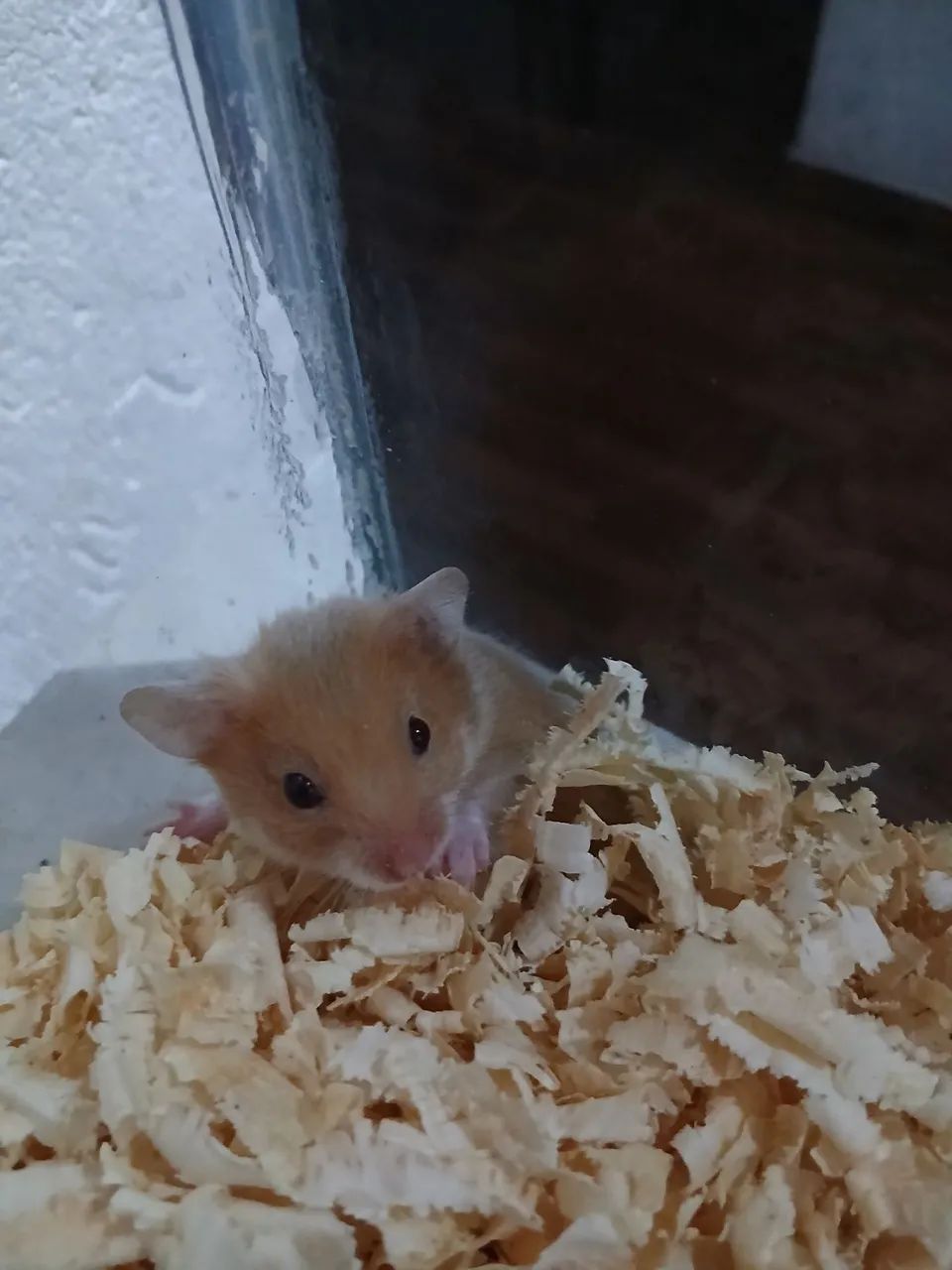 Hamster sírio macho  - Foto 2